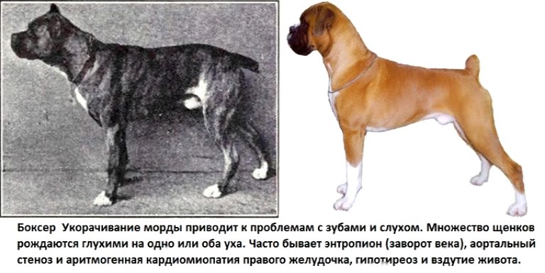 Как выглядели собаки 100лет назад. До и после. фото. 
