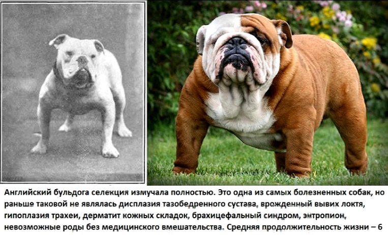 Как выглядели собаки 100лет назад. До и после. фото. 